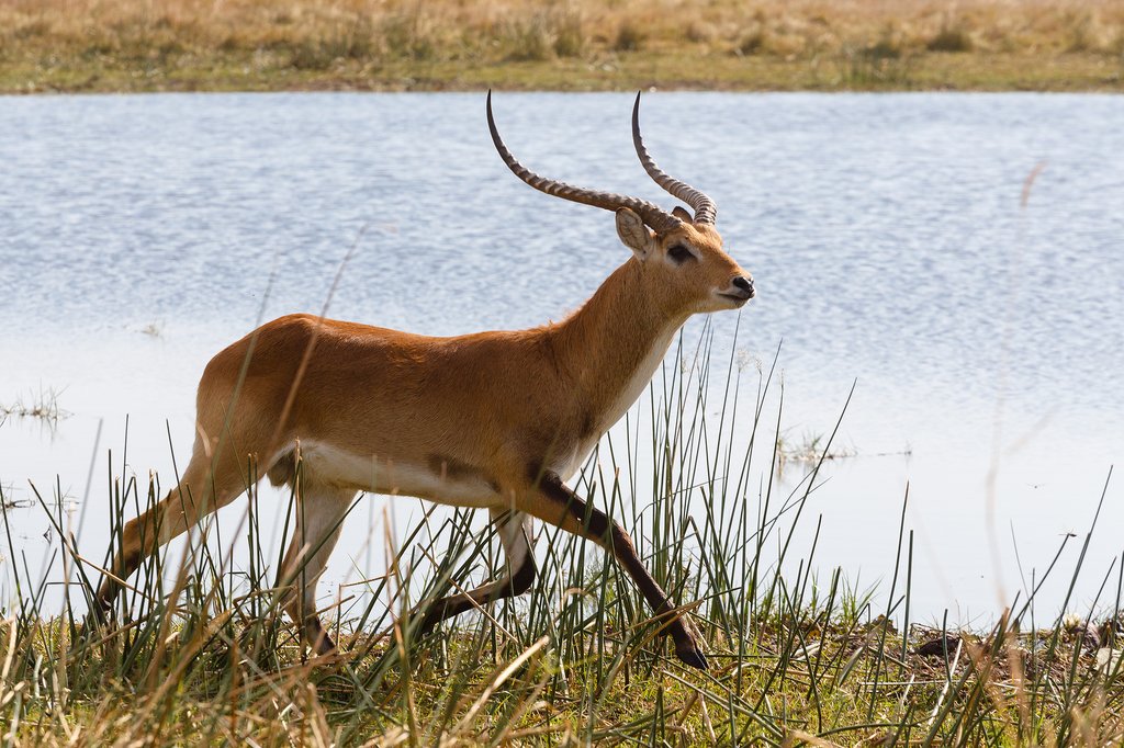 Southern lechwe in Chobe