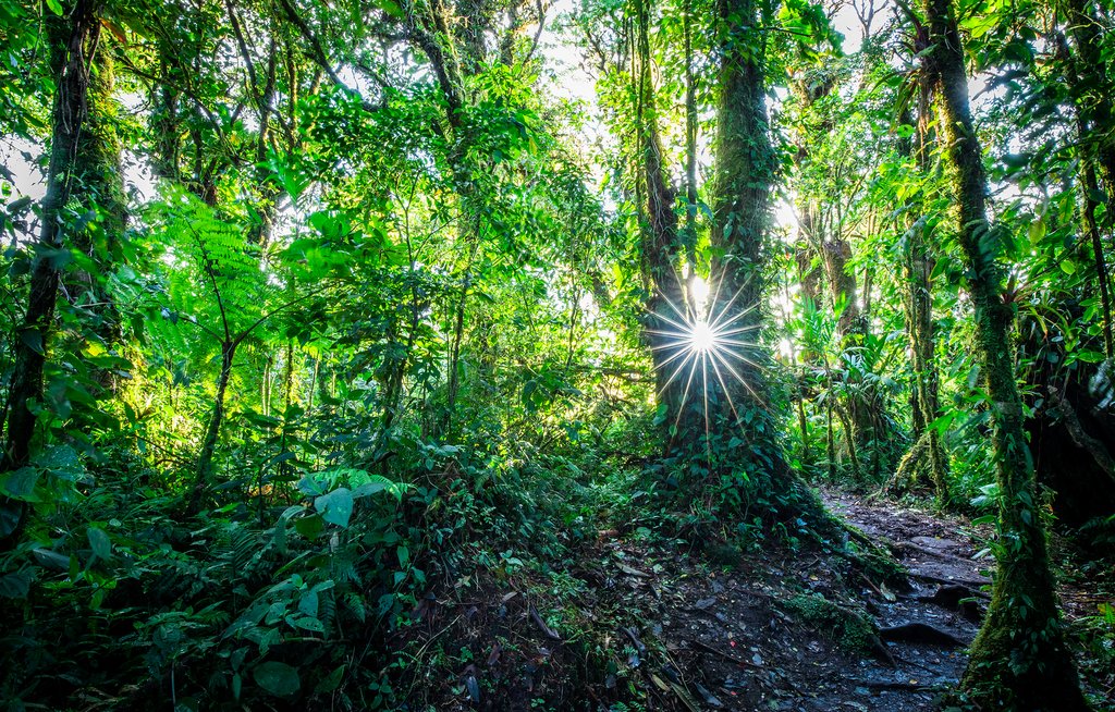 Trekking through the jungle