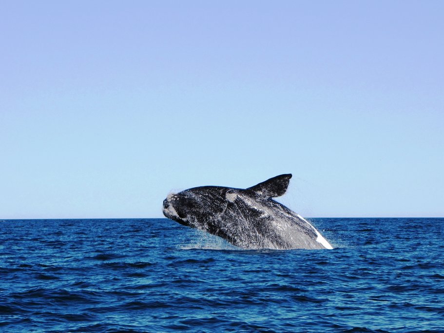 A whale jumping out of the water off the coast of Puerto Madryn, Argentina