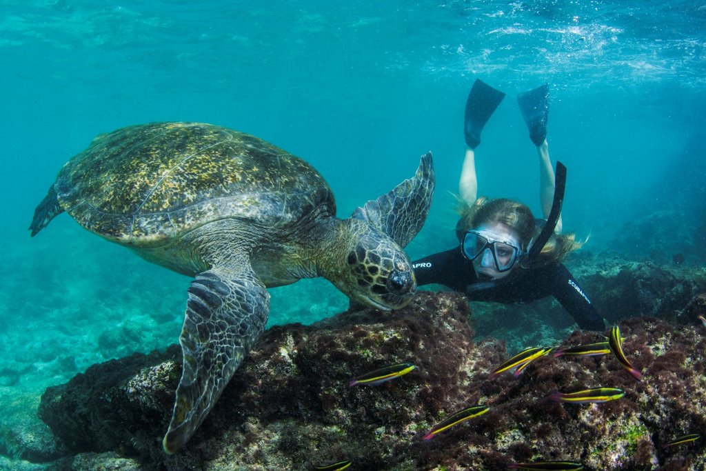 Snorkeling with sea turtles