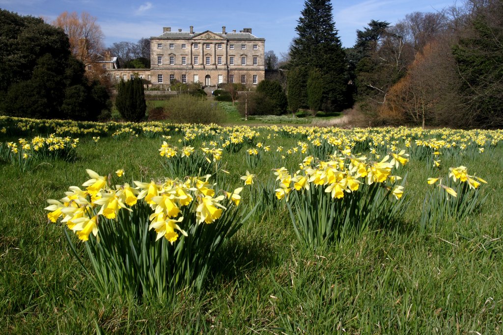 Howick Hall with yellow daffodils in the foreground