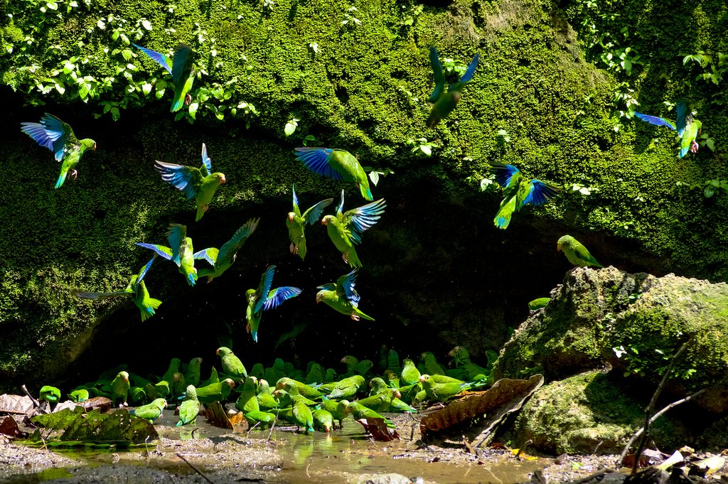 Parrot Clay Lick Cave