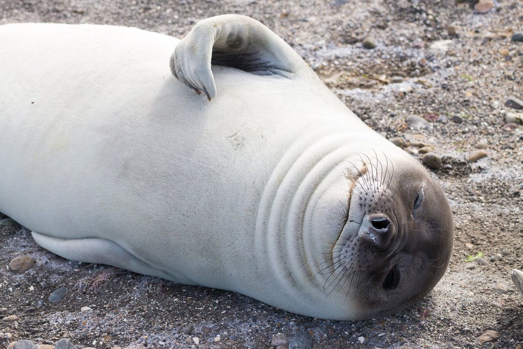 Elephant seals on beach, Patagonia, Argentina