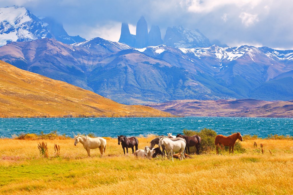 Wild horses in Torres del Paine