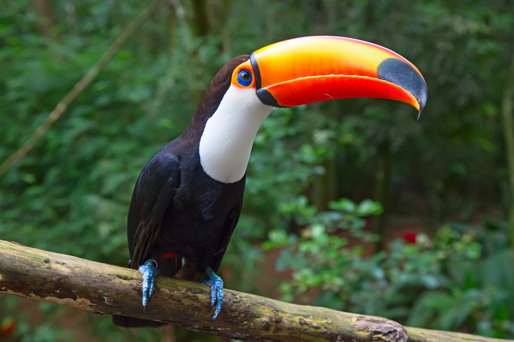 Toco toucan