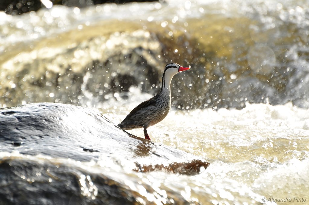 Torrent Duck