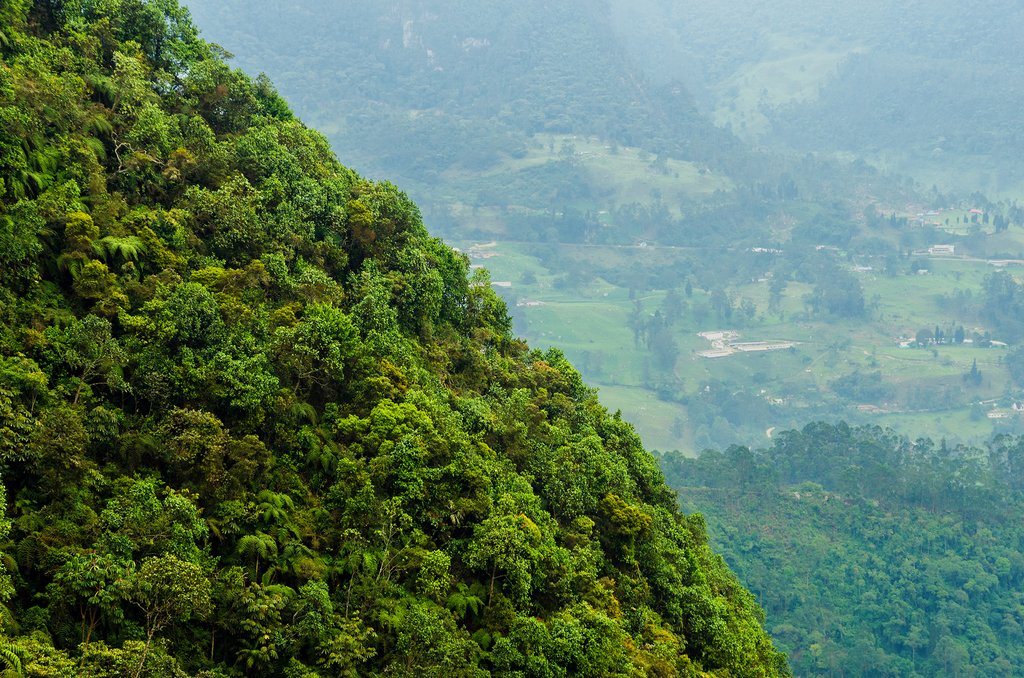 Lush Rainforests of Colombia