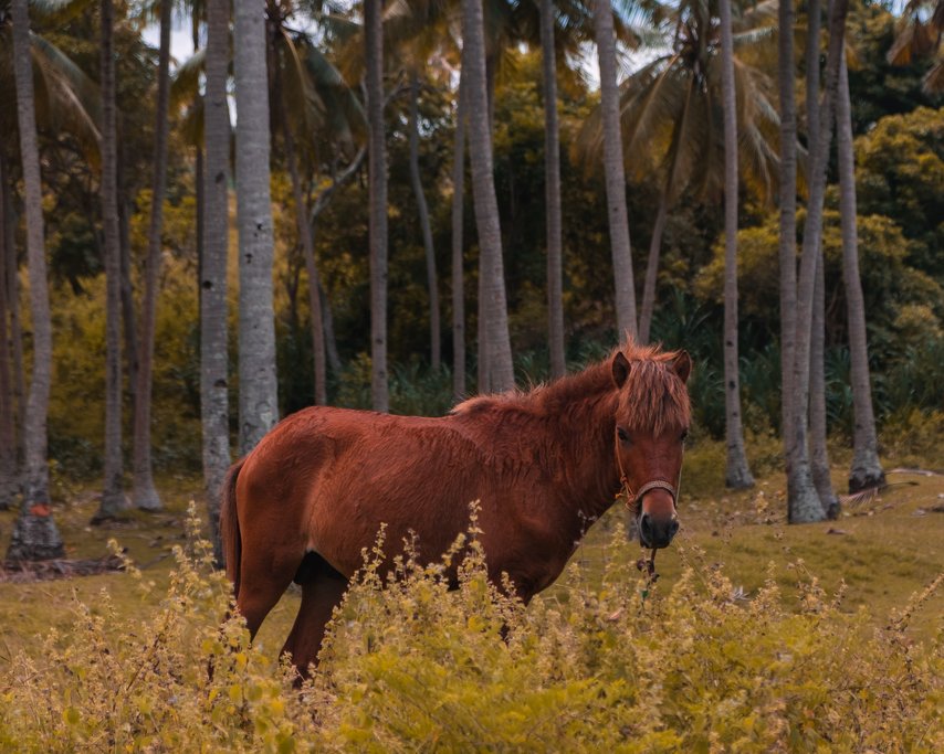Sumba horses