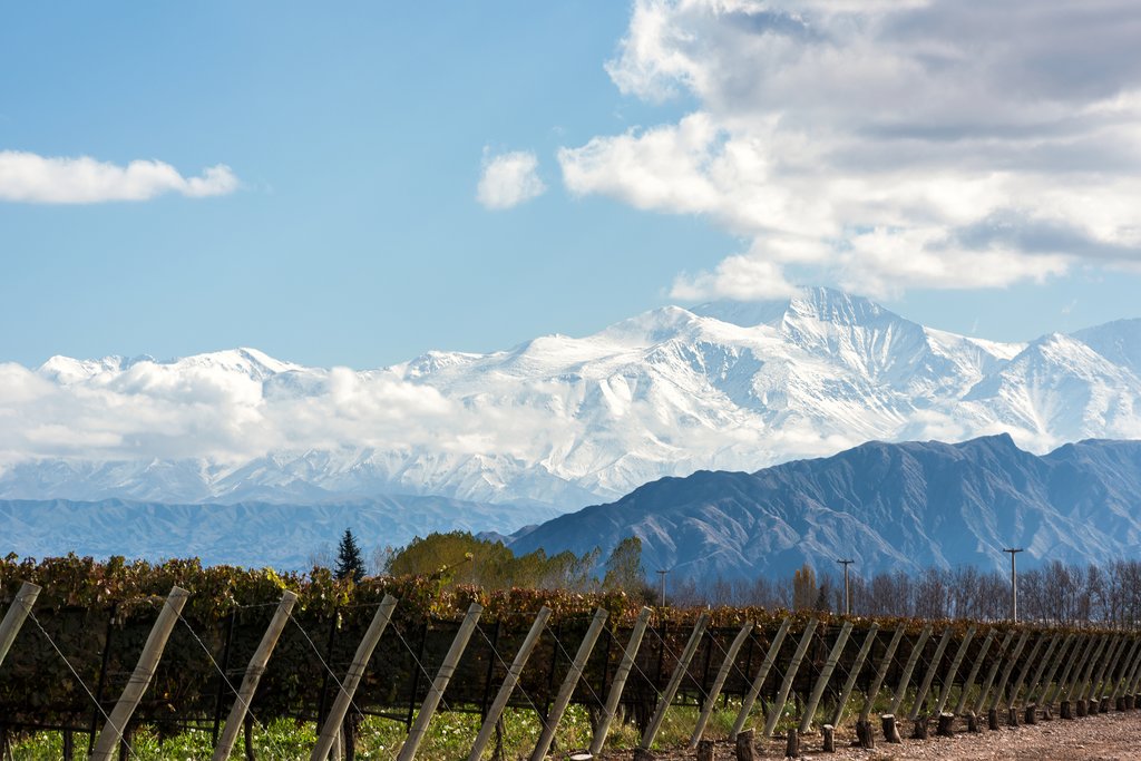 Vineyard at the foot of the Andes Mountains