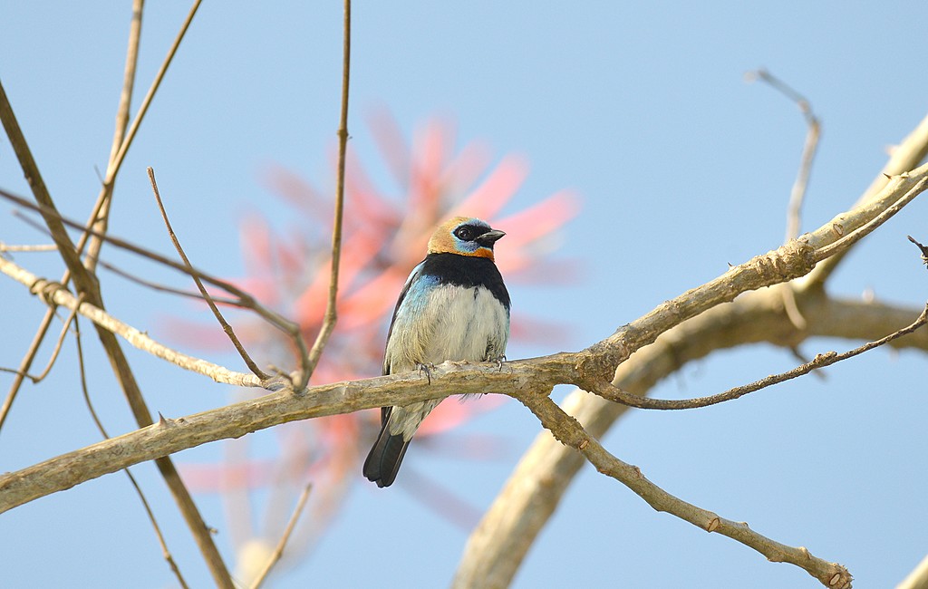 Tanagers are just some of the rare and colorful bird species you can spot at the Río Blanco Nature Reserve.