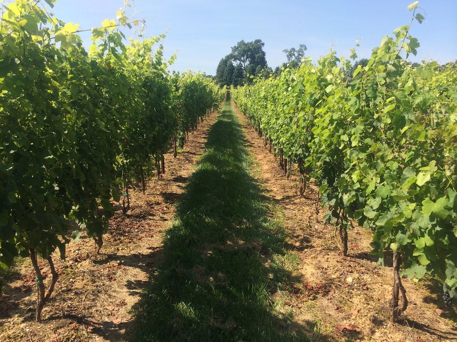 Vineyard
