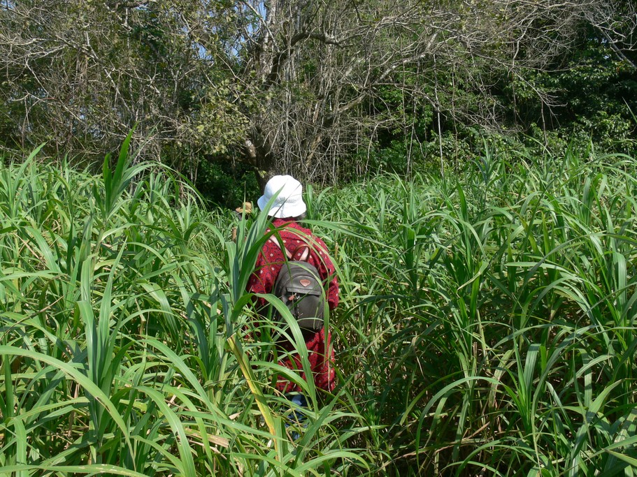 Walkers in the Yacuma Wildlife Preserve