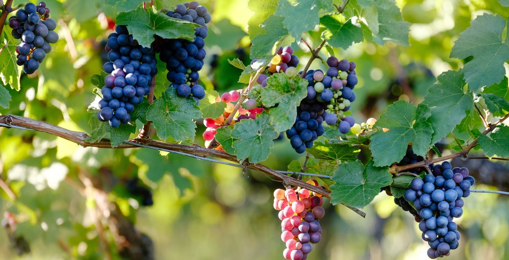 Ripe wine grapes
