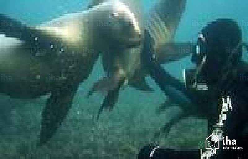 Swimming with sea lions