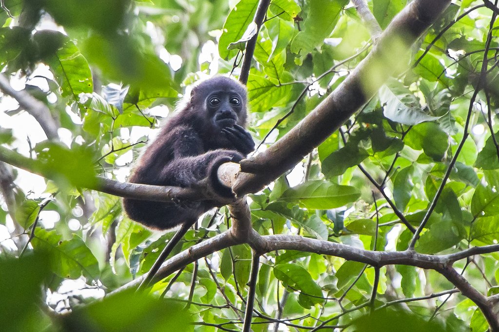 Spot howler, spider, and capuchin monkeys while touring Tortuguero National Park