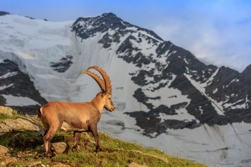 Ibex in front of Glacier du Bionnassay