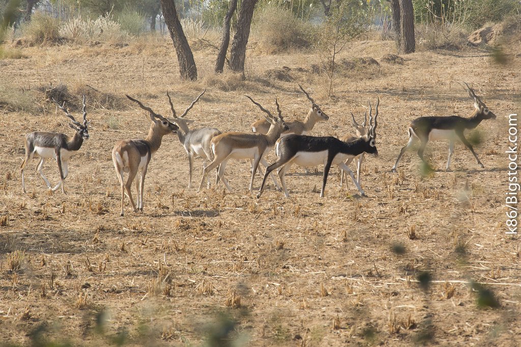 Black bucks