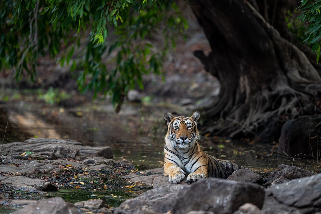 Female tiger in Ranthambore National Park