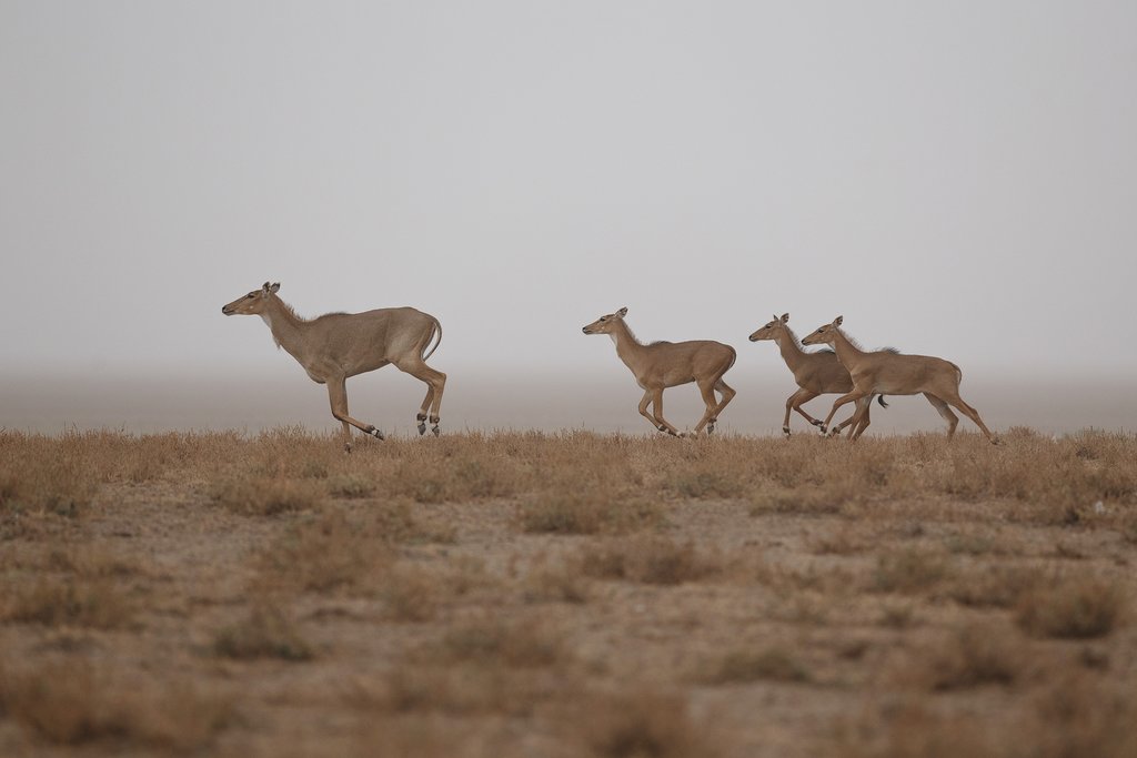 Nilgai antelopes
