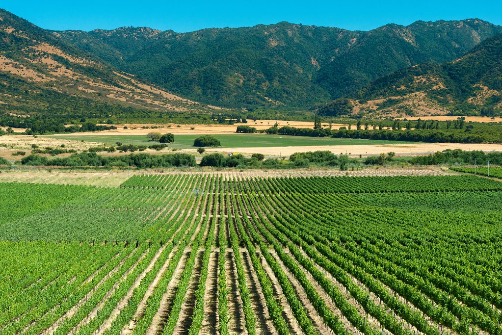 A red wine vineyard in the Colchagua Valley