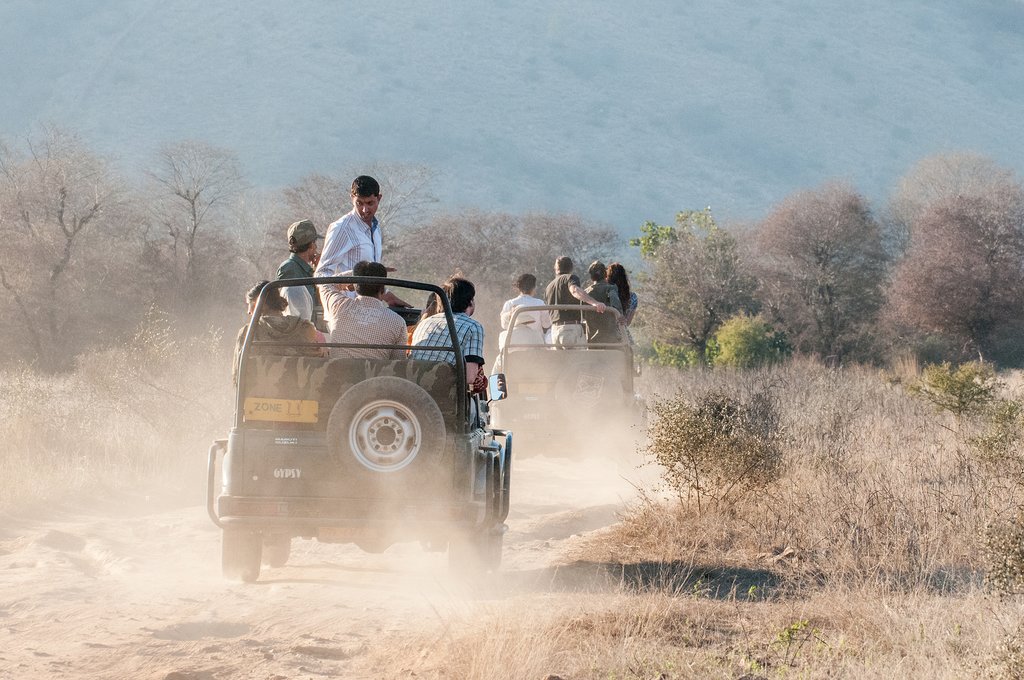 Ranthambore safari