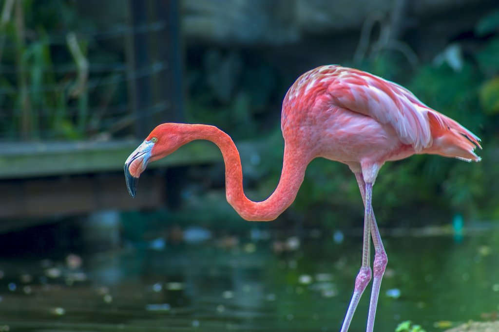 Flamingo