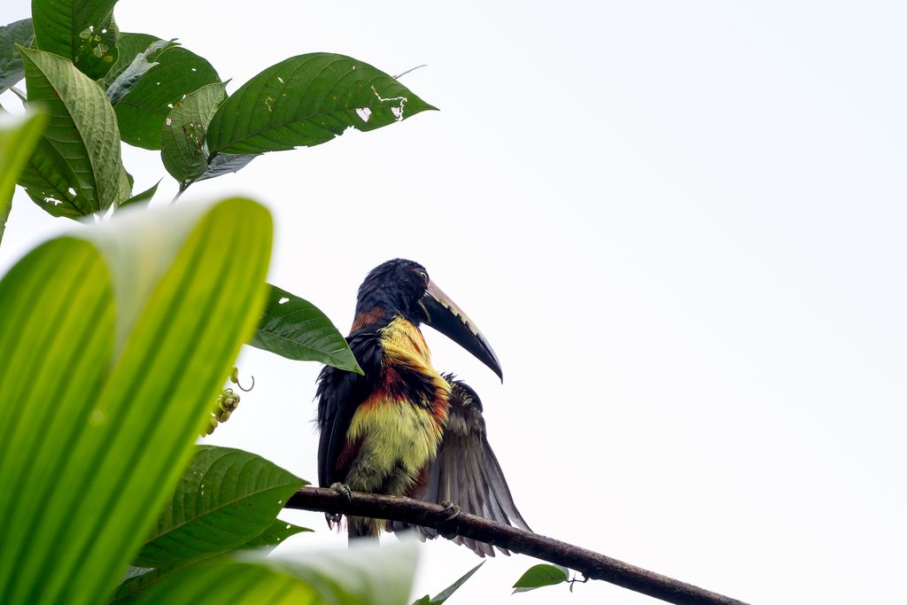 Spot various birds at the prestigious La Selva Biological Station