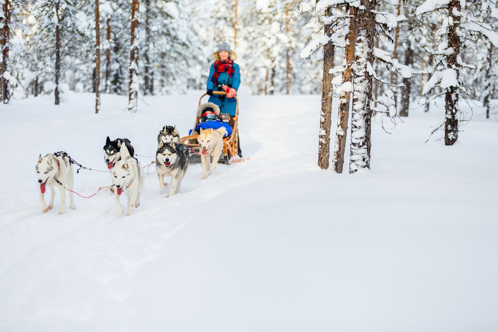 Mushing with huskies