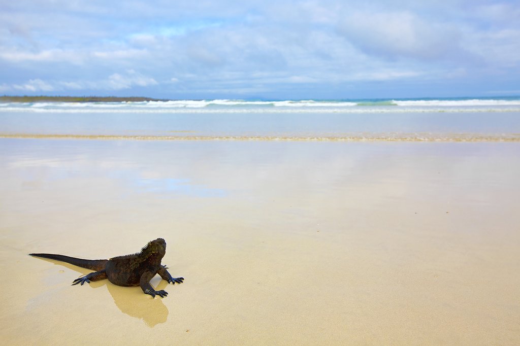 marine iguana walking on the beach on Galapagos