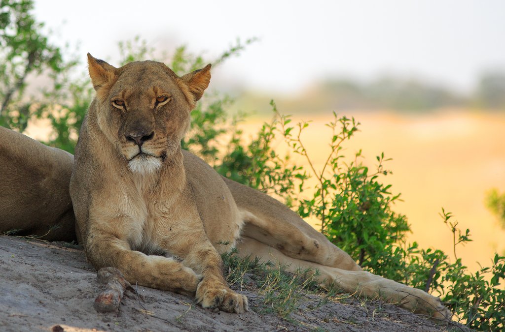 Lionesss relaxing in Hwange National Park