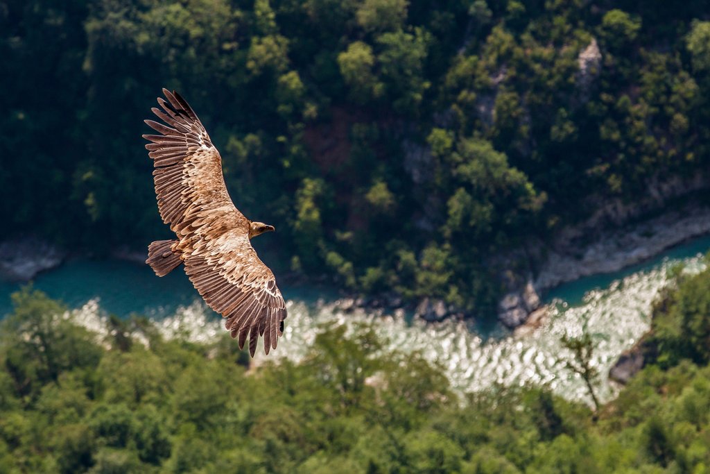 Vulture flying through the gorge