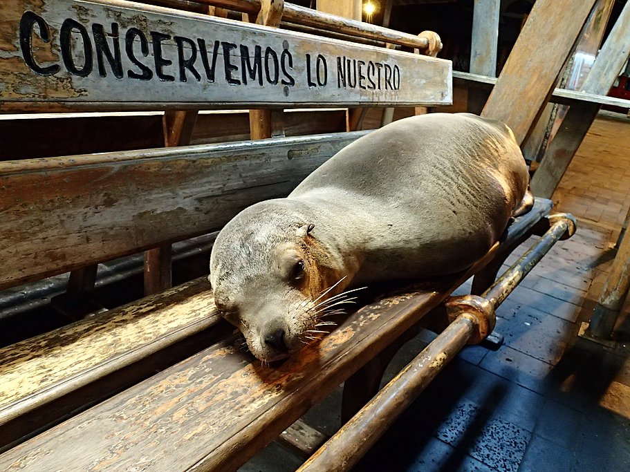 Sea lion resting on a bench