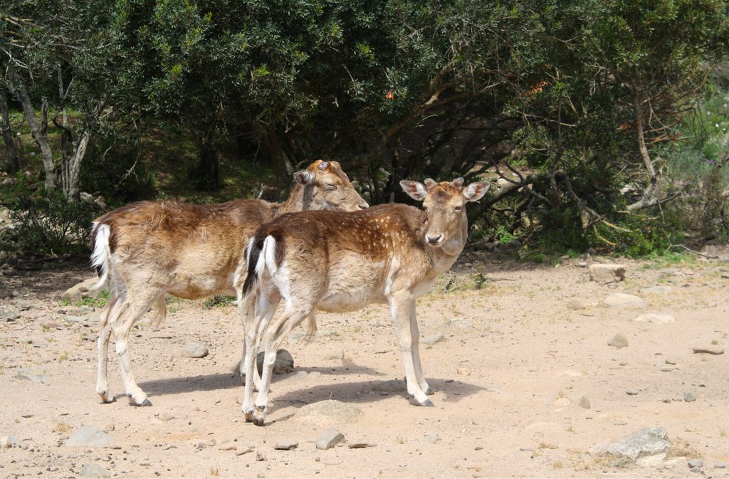 Cervo Sardo Deer in Sardinia, Photo Courtesy of Shutterstock