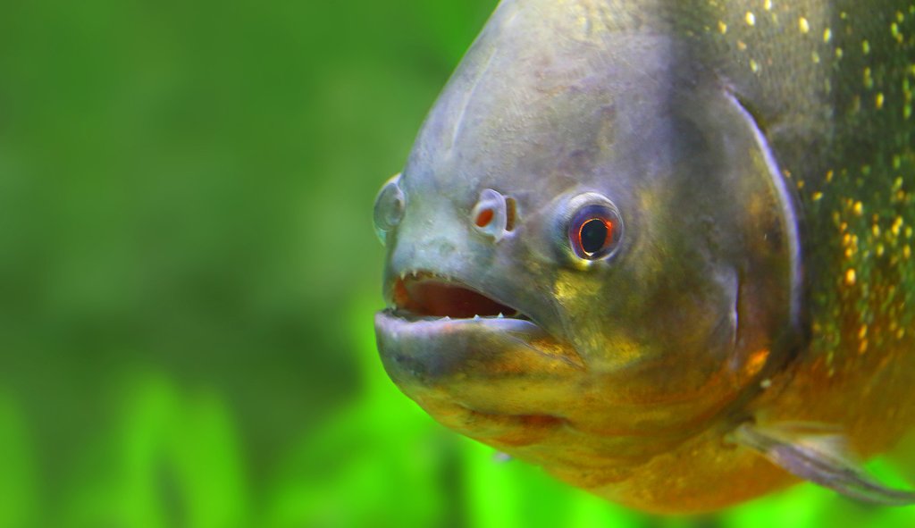 Go fishing for piranha