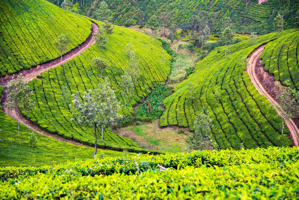 A tea plantation in Munnar