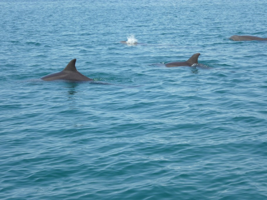 Spotting dolphins during the tour