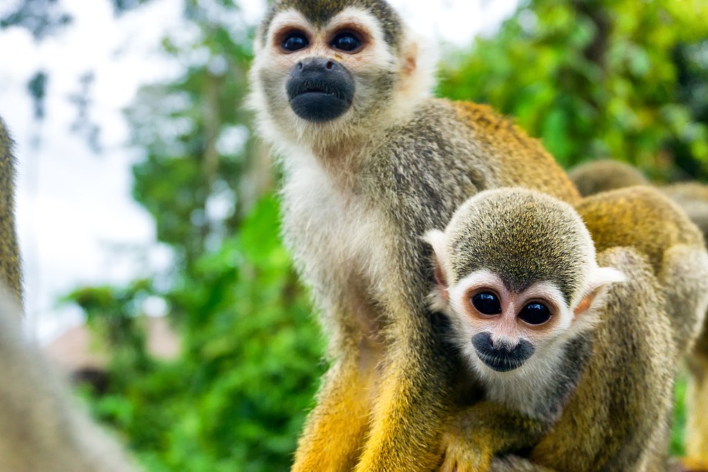 Monkey sightings in Colombia's Amazon region 