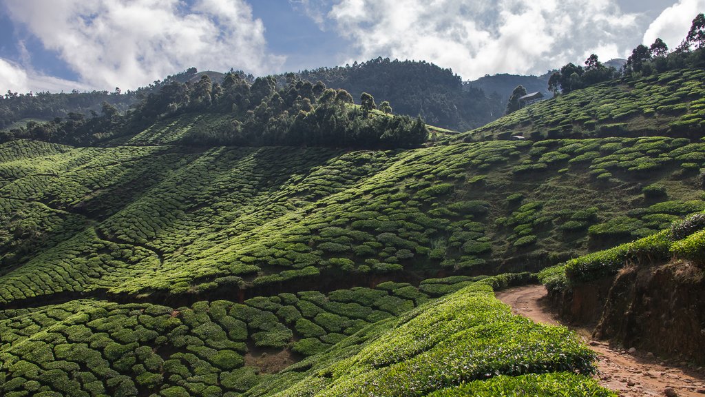 The hills around Munnar