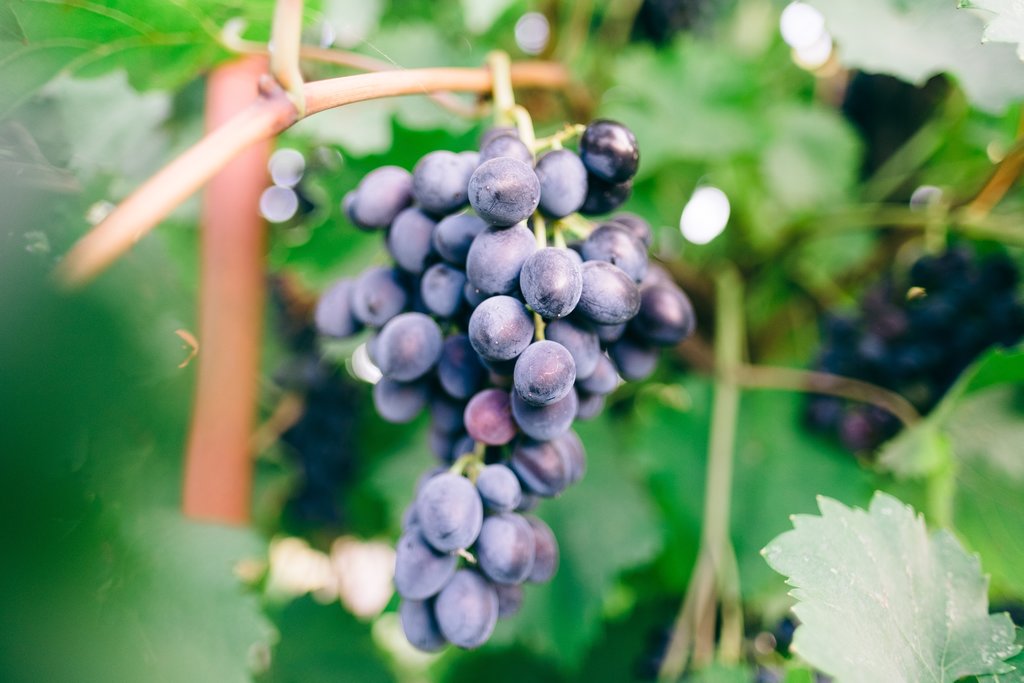 Wine-growing grapes