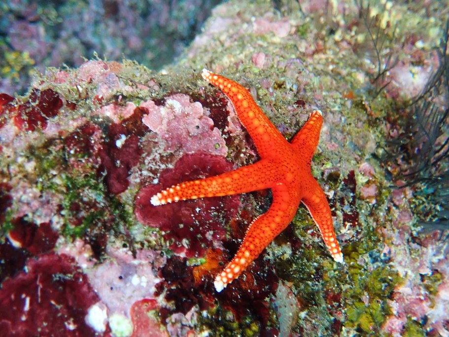 Resident star