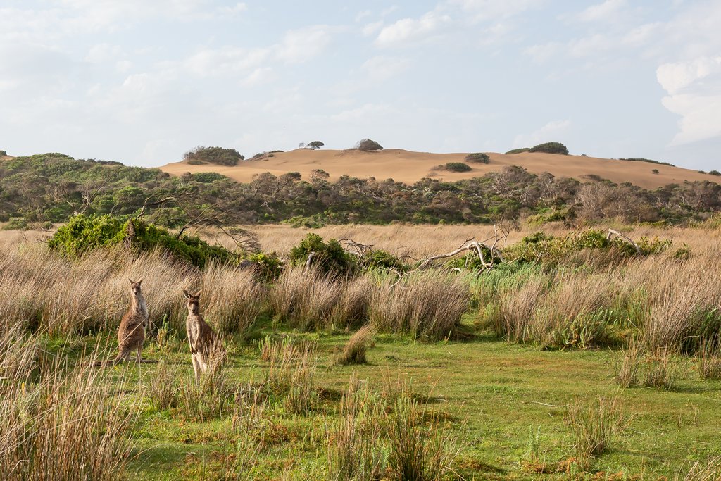 Wilsons Prom - Kangaroos