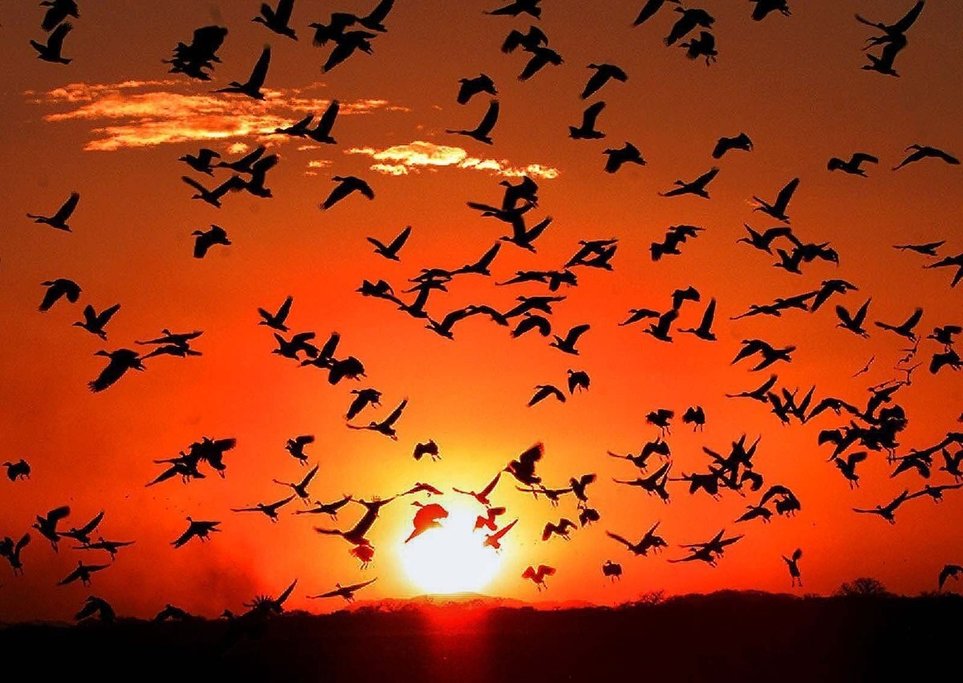 Sunset birding adventure on the Osa Peninsula