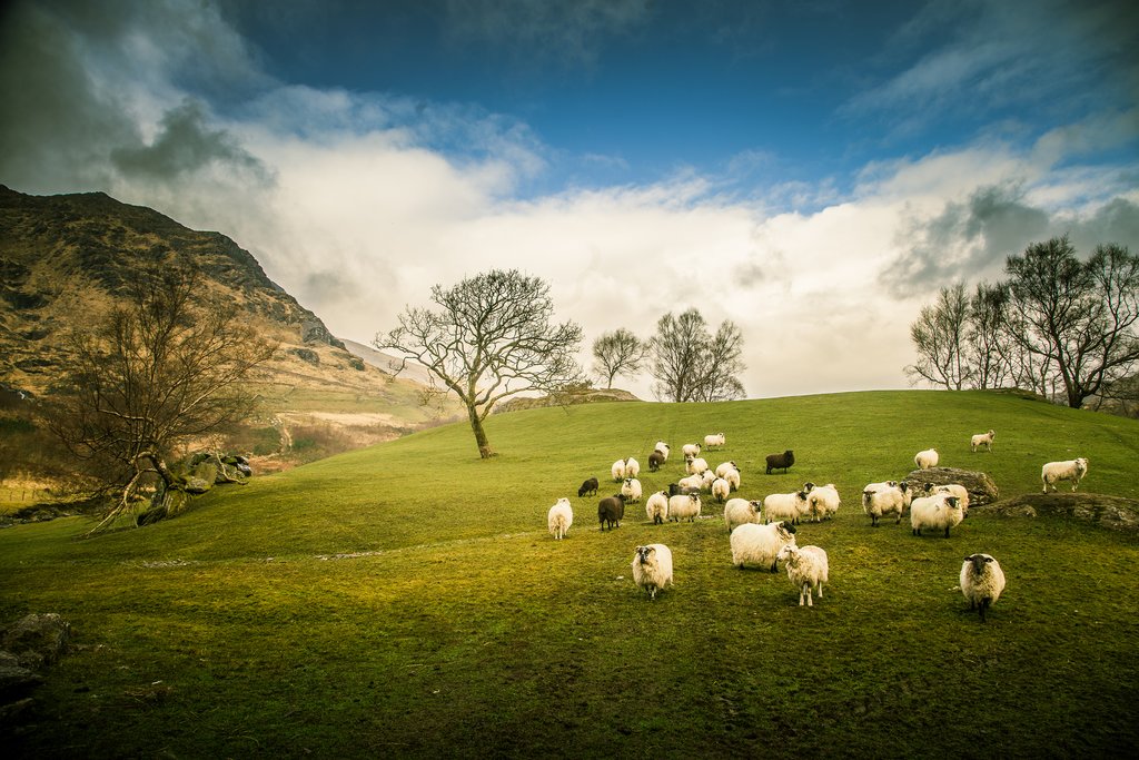 Sheep in Gleninchaquin Valley