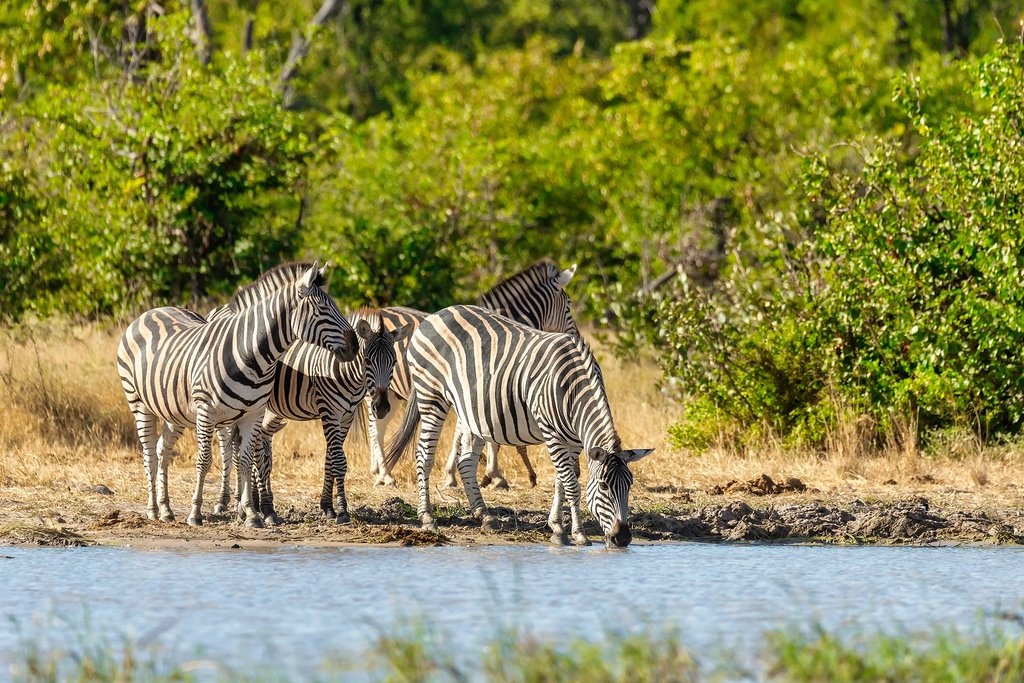 Zebras drinking from waterhole in Moremi Game Reserve