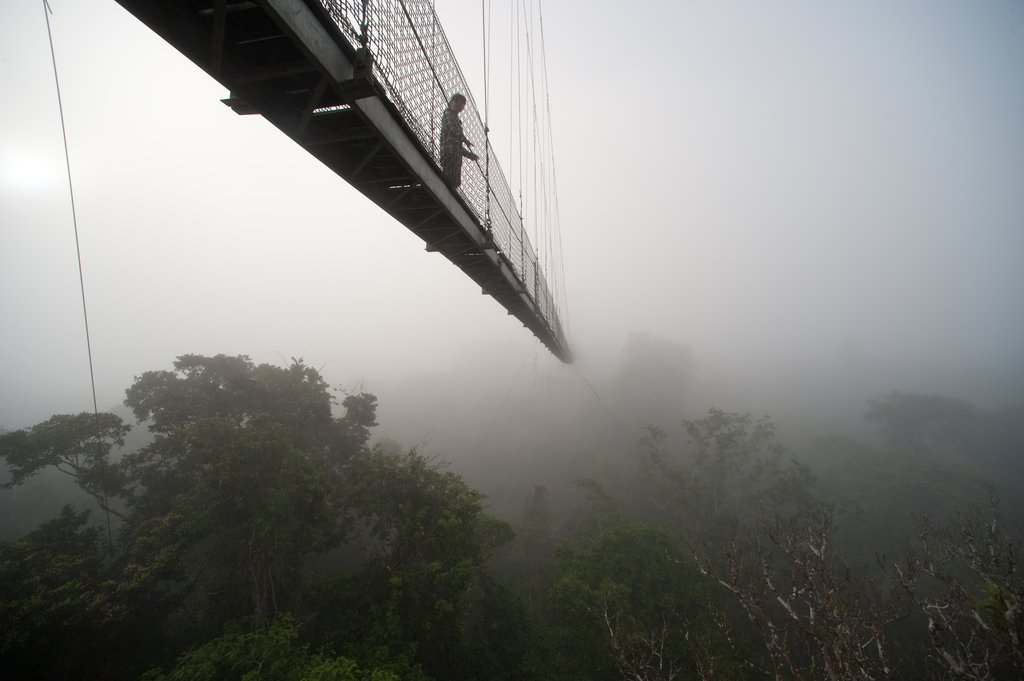 Observation Tower canopy walk