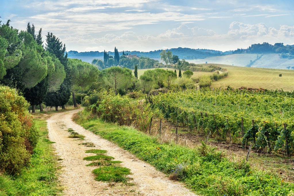Landscape in Chianti region, near Siena
