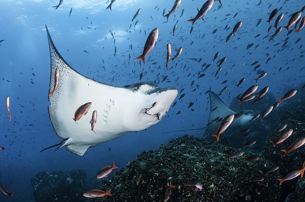 Underwater wildlife