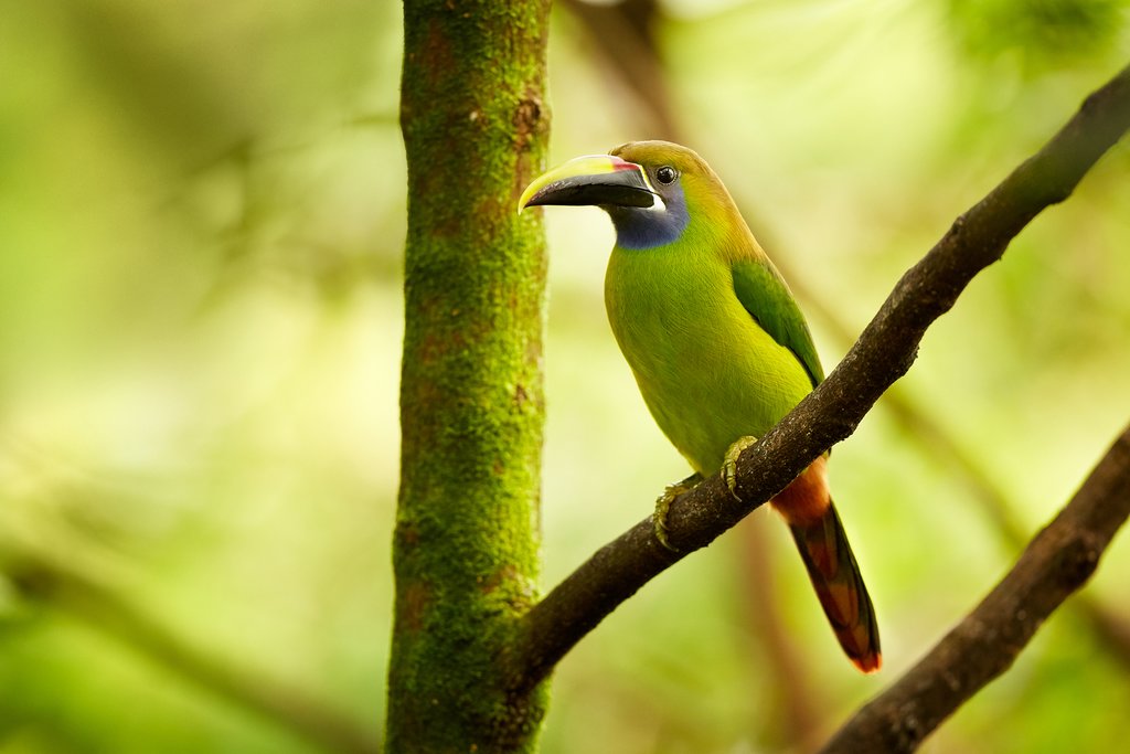 The impressive blue-throated toucanet