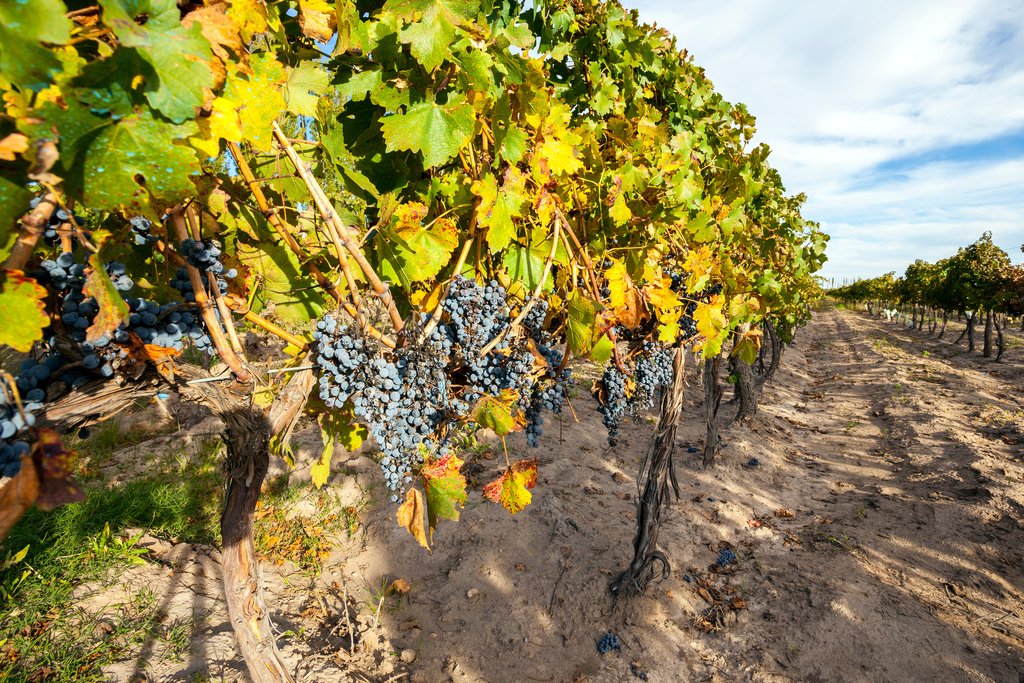 Grapes on the vine in Mendoza Province