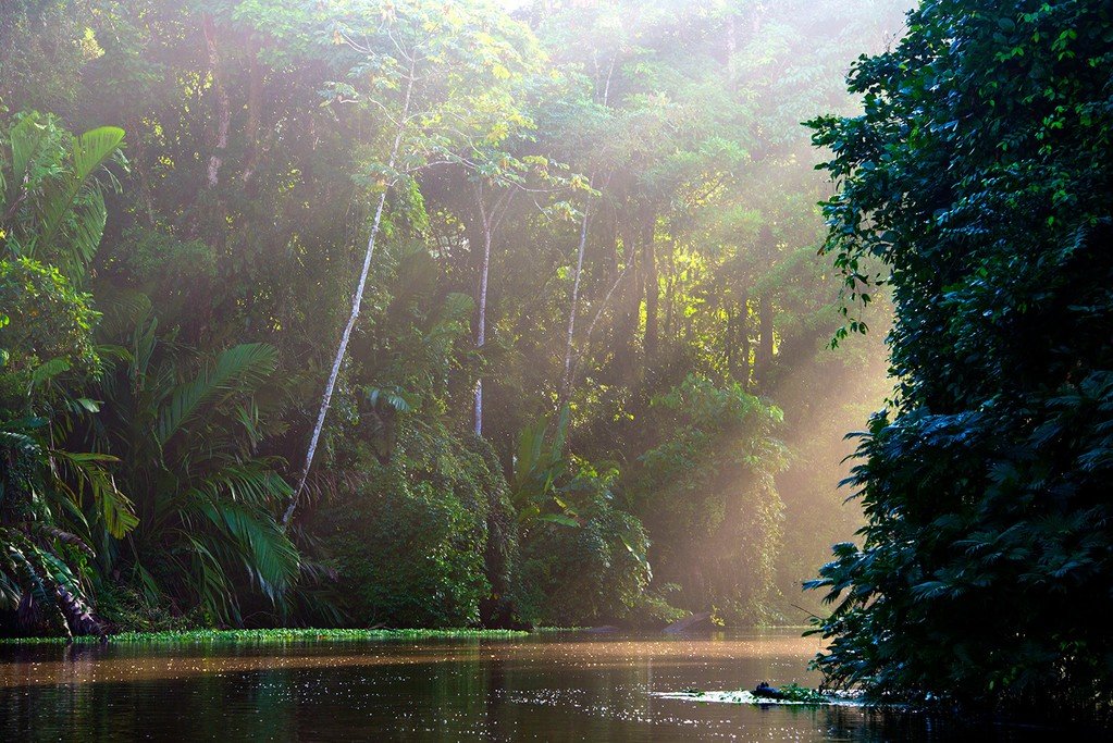 Rainforest on the banks of the Tortuguero River